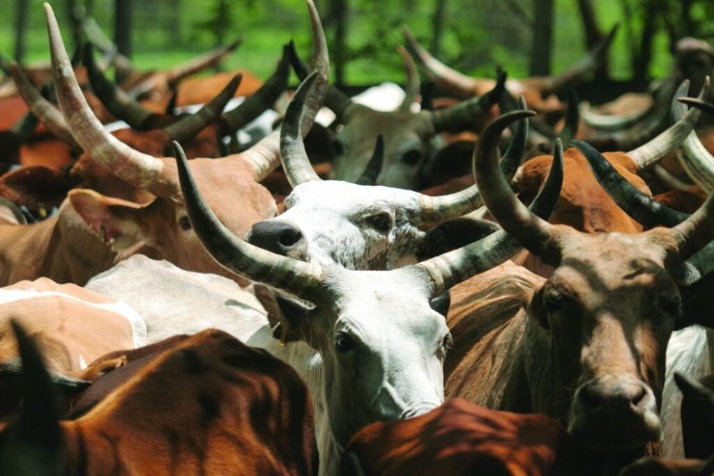 Top Govt Schemes for Animal Husbandry | पशुपालन की योजनाएँ