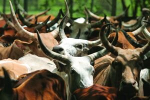 Top Govt Schemes for Animal Husbandry | पशुपालन की योजनाएँ