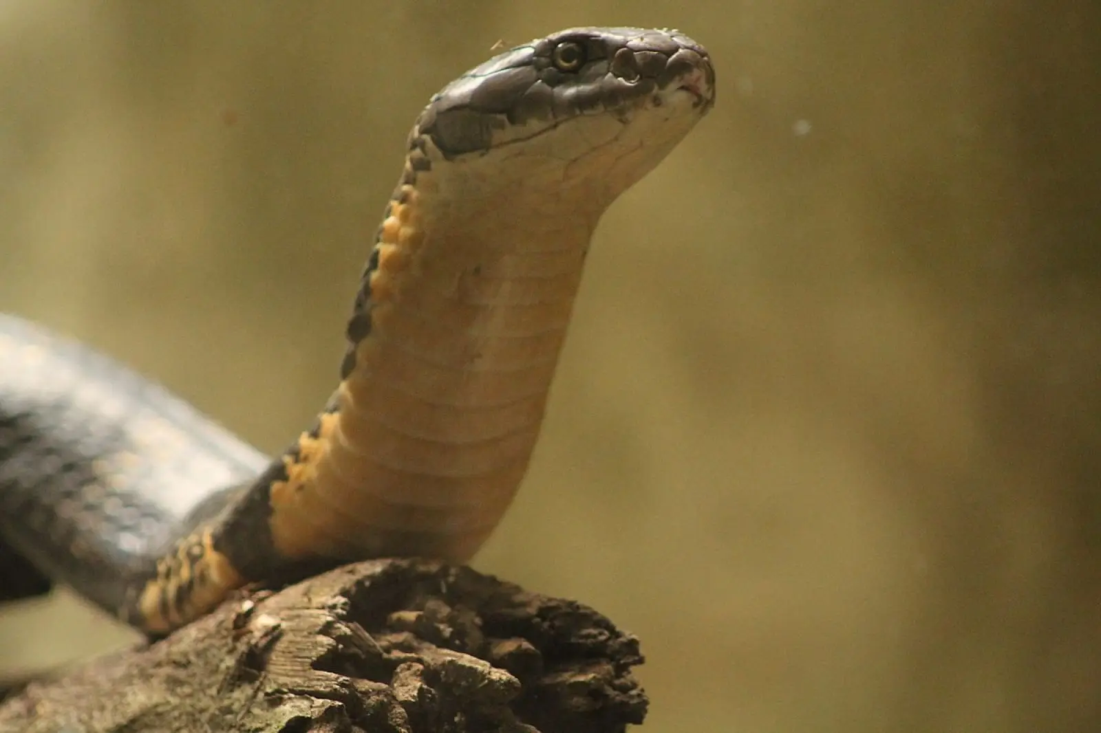 Origin of the Word Snake | साँप शब्द कहाँ से आया?