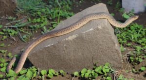 Rare Scaleless Snake Found in Nagpur | नागपुर में बिना-खवलों वाले पानी के साँप की दुर्लभ खोज, वैश्विक स्तर पर दर्ज
